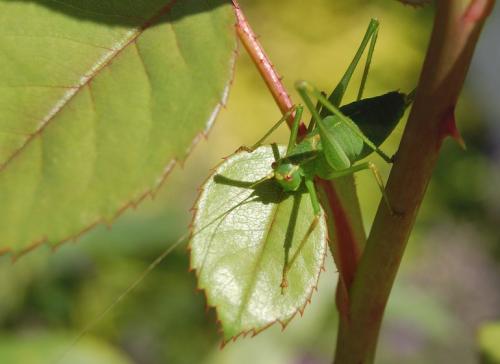 Réf. 247 716 : Leptophyes punctatissima